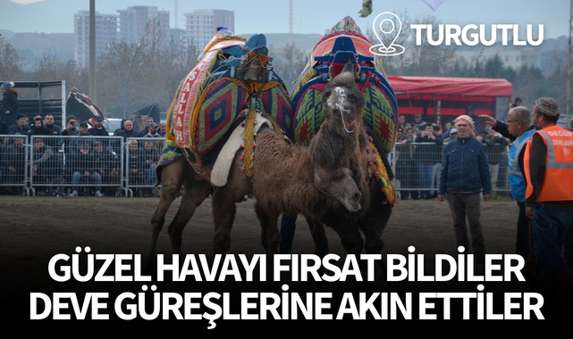 Güzel havayı fırsat bildiler, deve güreşlerine akın ettiler