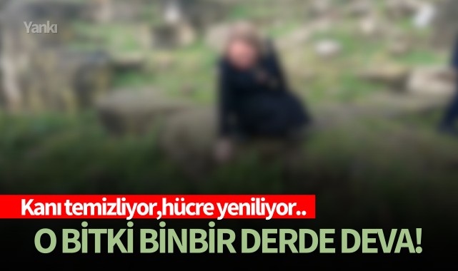 Kanı temizliyor,hücre yeniliyor..O bitki binbir derde deva!