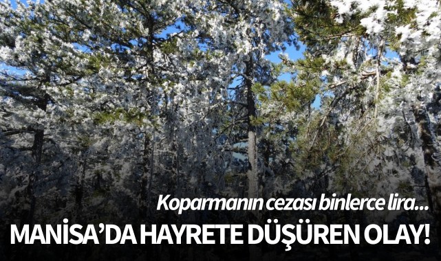 Manisa'da hayrete düşüren olay: Koparmanın cezası ise binlerce lira!