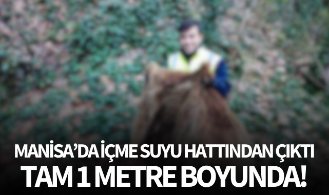 Manisa'da içme suyu hattından çıktı: Tam 1 metre boyunda!