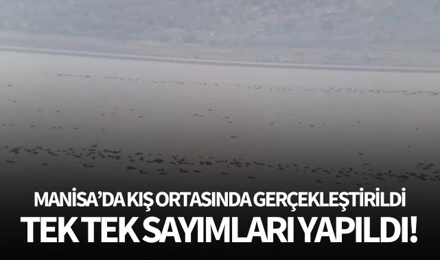 Manisa'da kış ortasında gerçekleştirildi: Tek tek sayım yapıldı!