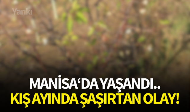 Manisa'da yaşandı..Kış ayında şaşırtan olay!