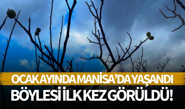 Ocak ayında Manisa'da yaşandı: Böylesi ilk kez görüldü!