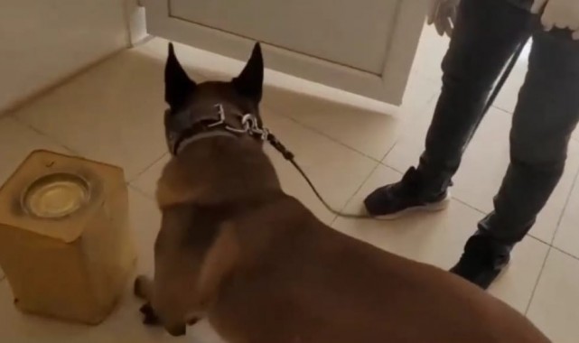 Peynir tenekelerindeki uyuşturucuyu narkotik köpeği buldu!
