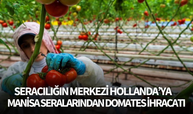 Seracılığın merkezi Hollanda'ya Manisa seralarından domates ihracatı