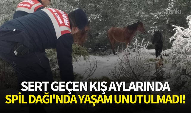 Sert geçen kış aylarında Spil Dağı'nda yaşam unutulmadı!