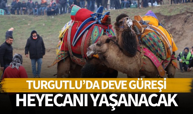 Turgutlu'da deve güreşi heyecanı yaşanacak