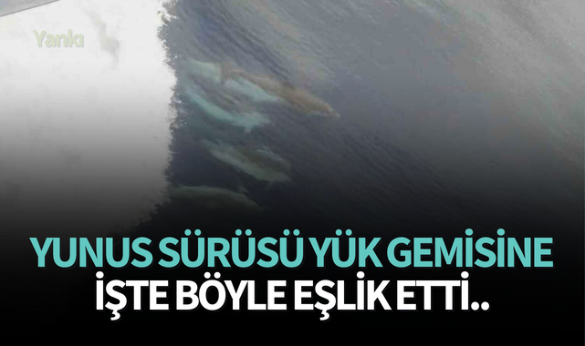 Yunus sürüsü yük gemisine işte böyle eşlik etti..