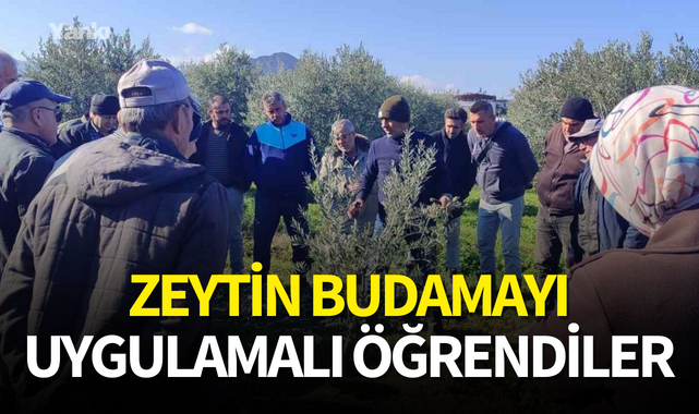 Zeytin budamayı uygulamalı öğrendiler