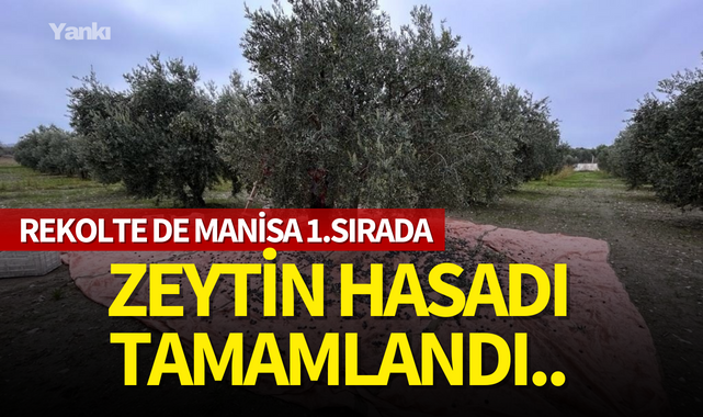 Zeytin hasadı tamamlandı..Rekolte de Manisa 1.sırada