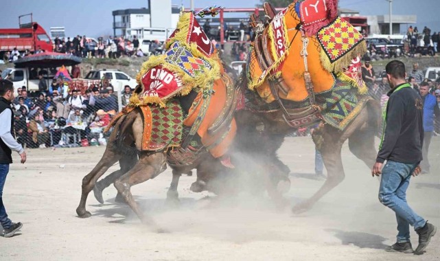 10. Salihli Deve Güreşleri Festivali yapıldı