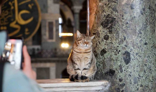 Ayasofya Camii'nin ziyaret katına giren ilk kedi turistlerin yeni Gli'si oldu