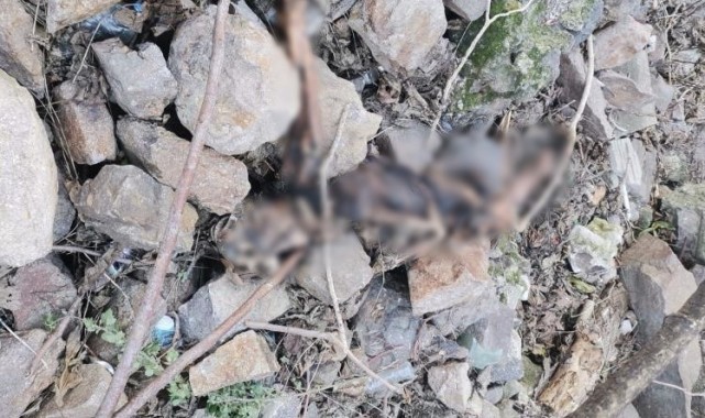 Bulunan kemikler Ezgi'yi öldüren, aylardır aranan katil kocanın çıktı