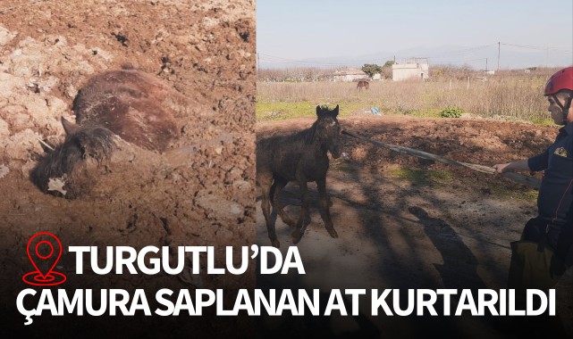 Çamura saplanan at kurtarıldı