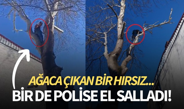Hırsız ağaca çıktı... Bir de polise el salladı!