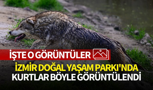 İzmir Doğal Yaşam Parkı'nda kurtlar böyle görüntülendi