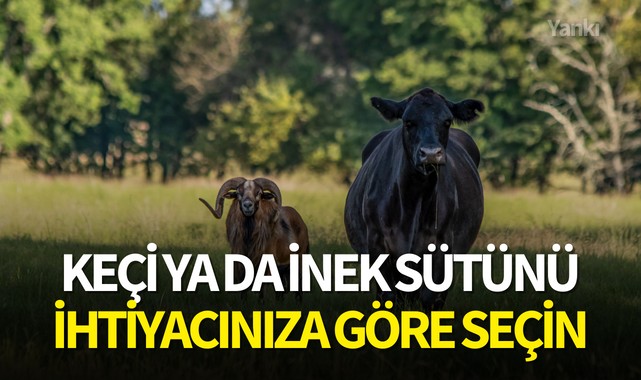 Keçi ya da inek sütünü ihtiyacınıza göre seçin