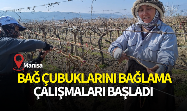 Manisa'da bağ çubuklarını bağlama çalışmaları başladı