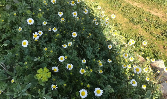 Manisa'da bahar erken geldi! Çiftçiler endişeli