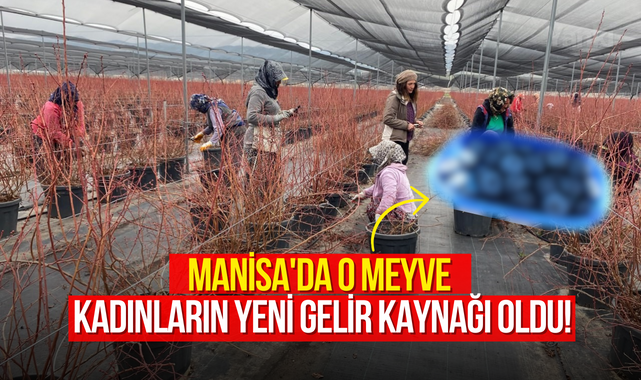Manisa'da o meyve kadınların yeni gelir kaynağı oldu!