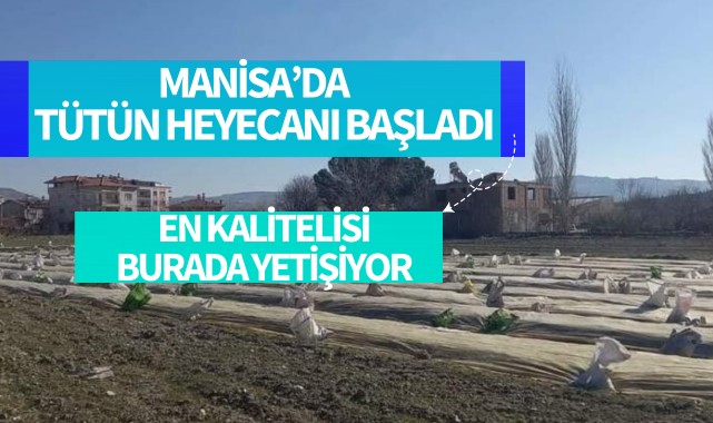 Manisa'da tütün heyecanı başladı