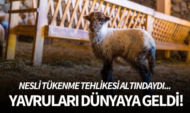 Nesli tükenme tehlikesi altındaydı... Yavruları dünyaya geldi!