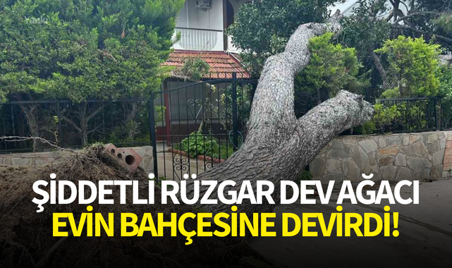 Şiddetli rüzgar dev ağacı evin bahçesine devirdi!