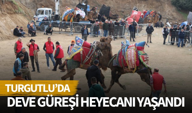 Turgutlu'da deve güreşi heyecanı yaşandı 