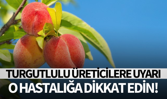 Turgutlu'da şeftali ağaçlarında hastalık uyarısı