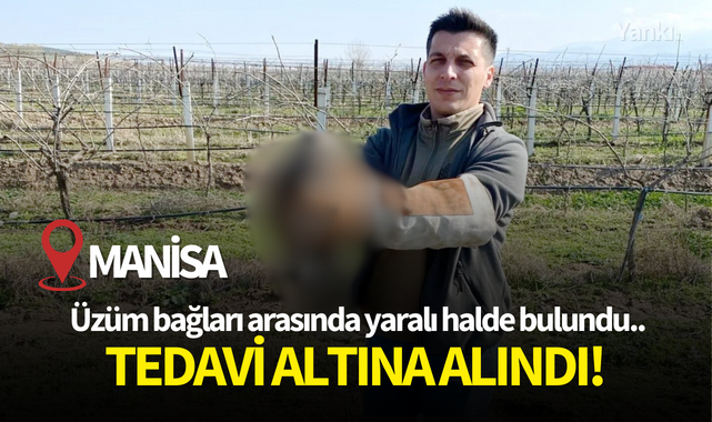 Yaralı halde bulundu..Tedavi altına alındı!