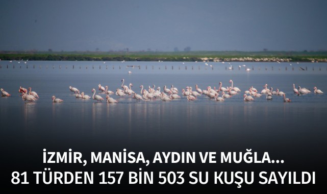 30 sulak alanda 81 türden 157 bin 503 su kuşu sayıldı