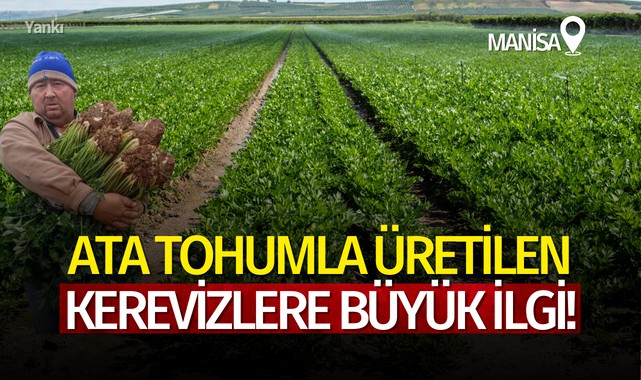 Ata tohumla üretilen kerevizlere büyük ilgi!