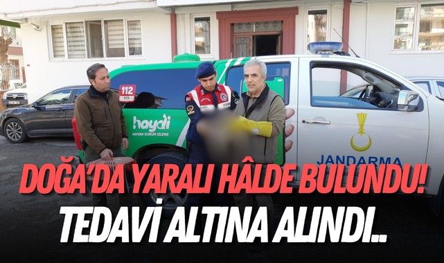Doğada yaralı hâlde bulundu! Tedavi altına alındı..
