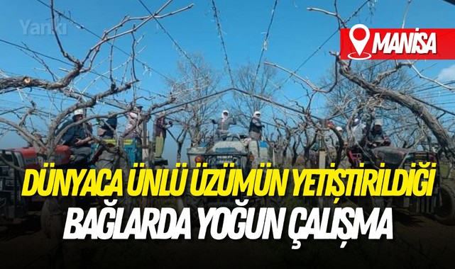 Dünyaca ünlü üzümün yetiştirildiği bağlarda yoğun çalışma