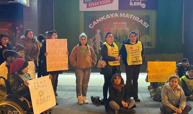 'Eros' isimli kediyle ilgili davadan çıkan karara tepki