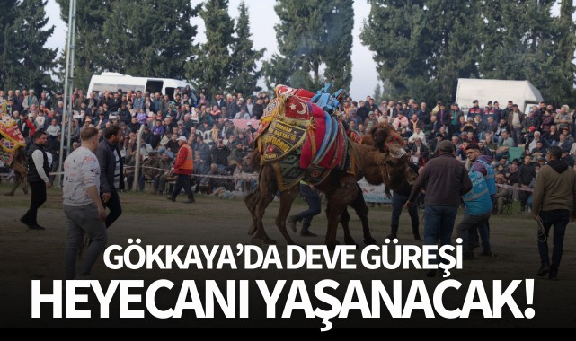 Gökkaya'da deve güreşi heyecanı yaşanacak