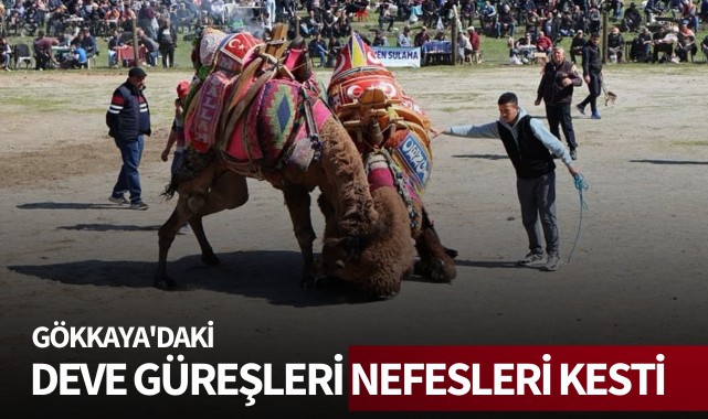 Gökkaya'daki deve güreşleri nefesleri kesti