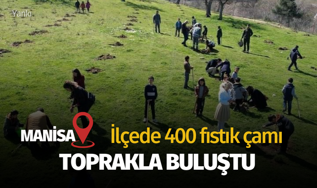 İlçede 400 fıstık çamı toprakla buluştu
