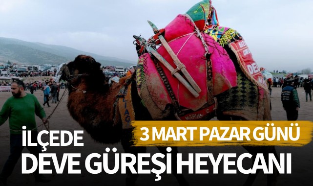 İlçede deve güreşi heyecanı yaşanacak