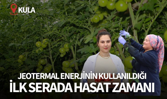 Jeotermal enerjinin kullanıldığı ilk serada hasat zamanı