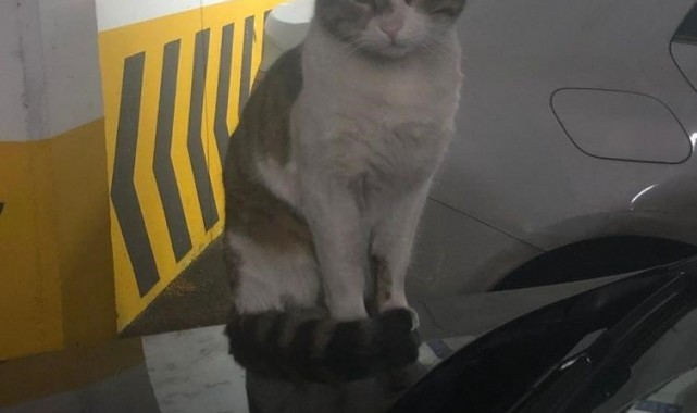 Kedi Eros'u tekmeleyerek öldüren sanık hakkındaki kararda yeni gelişme!