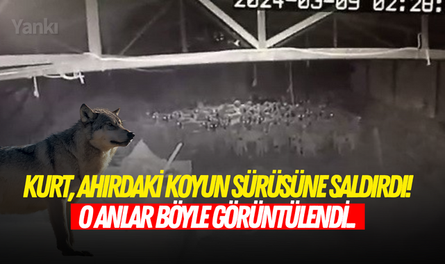 Kurt ahırdaki koyun sürüsüne saldırdı! O anlar böyle görüntülendi..