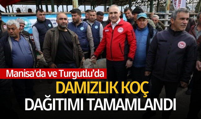 Manisa'da damızlık koç dağıtımı tamamlandı