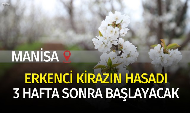 Manisa'da erkenci kirazın hasadı 3 hafta sonra başlayacak