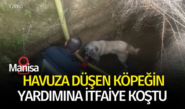 Manisa'da havuza düşen köpeğin yardımına itfaiye koştu