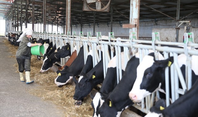 Plazadaki kariyerini bıraktı, besi çiftliğinin başına geçti