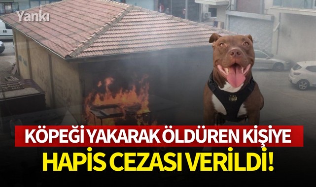 Köpeği yakarak öldüren kişiye hapis cezası verildi!