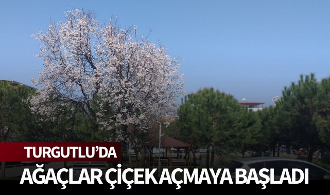 Turgutlu'da ağaçlar çiçek açmaya başladı