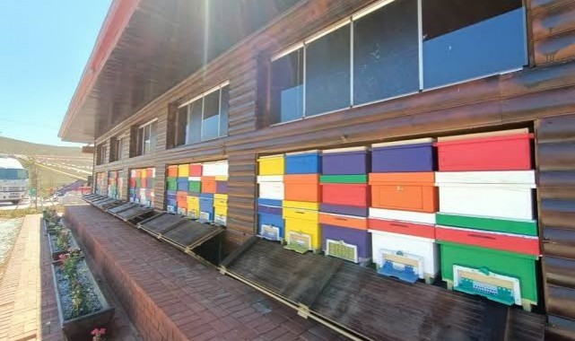 Türkiye'nin ilk "Arı Evi" ülke genelinde uygulamaya konuyor