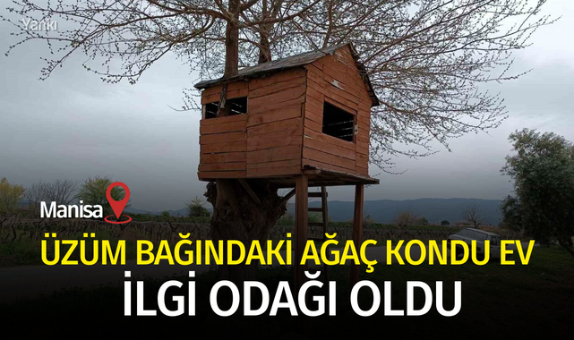 Üzüm bağındaki ağaç kondu ev ilgi odağı oldu